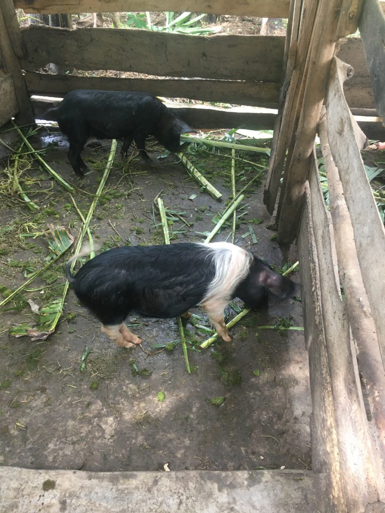possibly Donald and Joe, two of Prossy's piggies. Could also be Andrew. 